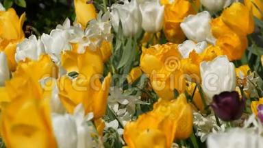 美丽的五颜六色的黄白色和一朵黑色的郁金香花在春天的花园里绽放。 装饰郁金香花